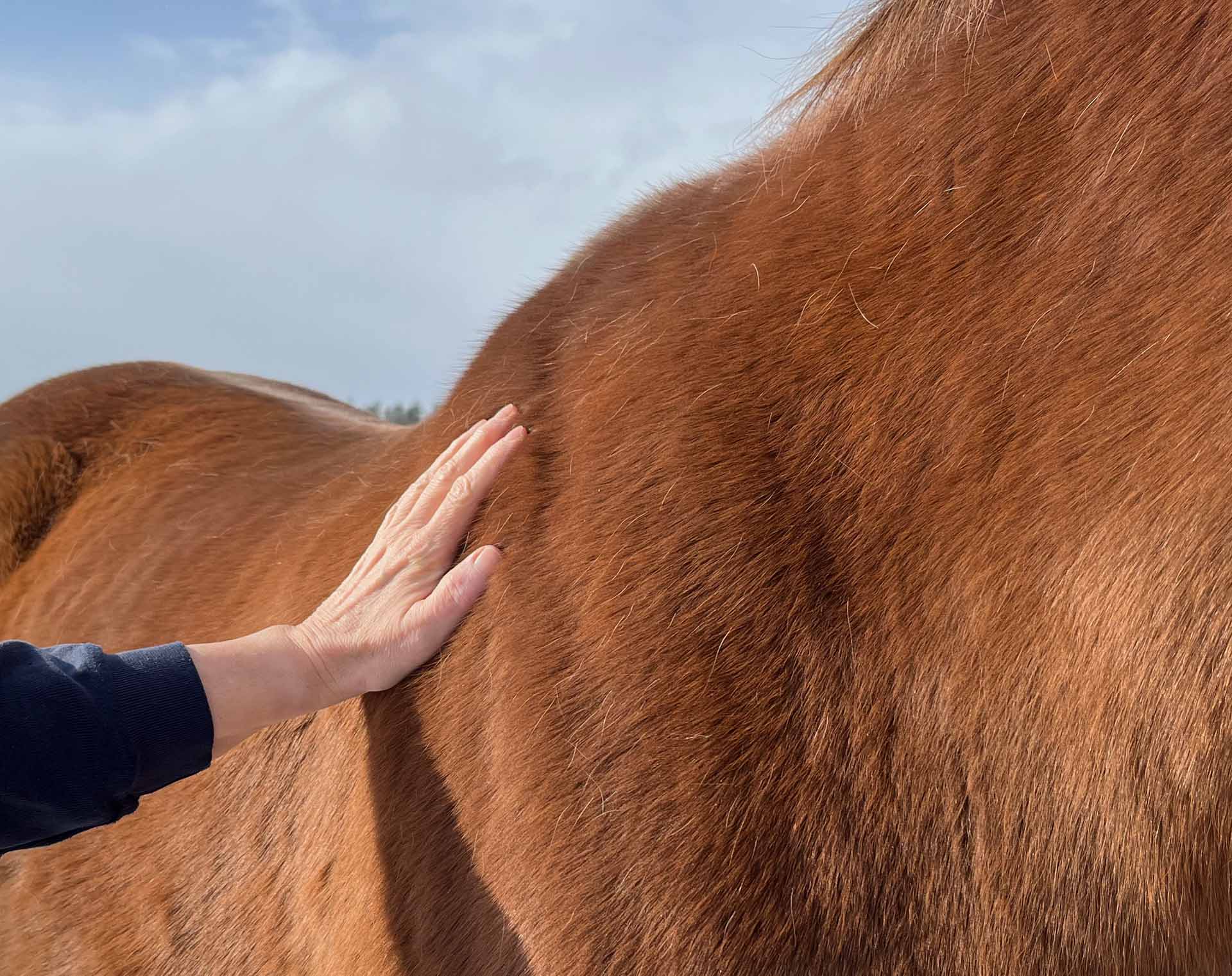Pferdgestützte Psychotherapie | Hand | Fuchs | Foto: Privat (2023)